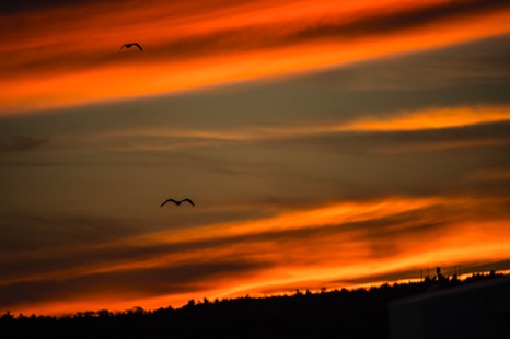 Seagulls at Sunset - NHP320